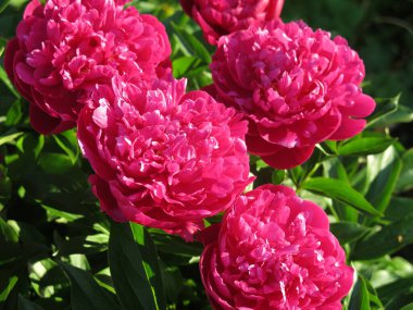 Parlak kırmızı piyonlar yazın bahçede açar.