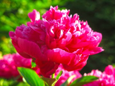 Parlak kırmızı piyonlar yazın bahçede açar.