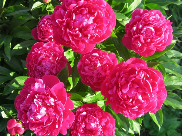 Los Piones Color Rojo Brillante Florecen Jardín Verano —  Fotos de Stock