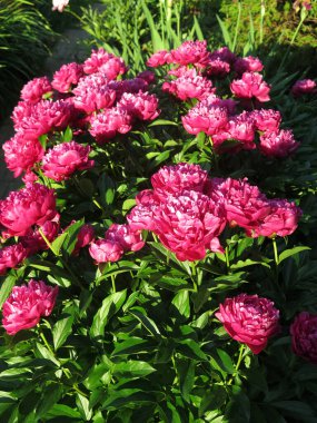 Parlak kırmızı piyonlar yazın bahçede açar.