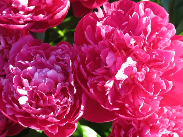 Pions Rouge Vif Fleurissent Dans Jardin Été — Photo