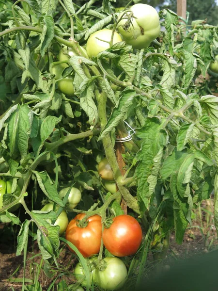 Pomodori Maturano Sui Cespugli Azienda — Foto Stock