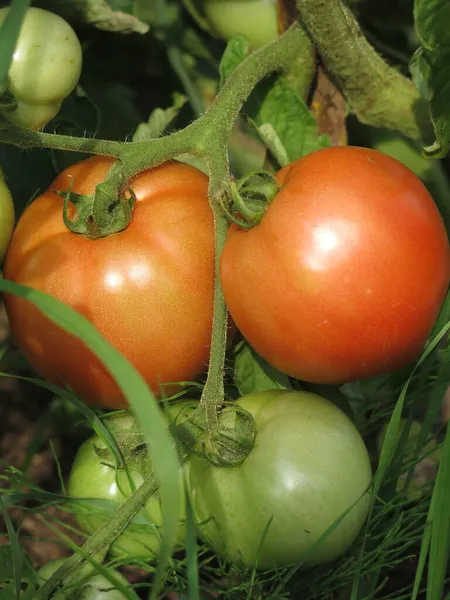 Tomaten Reifen Auf Dem Bauernhof Sträuchern — Stockfoto