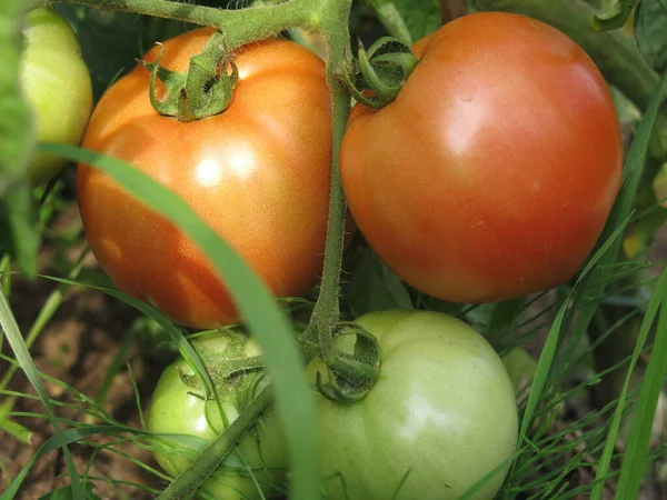 Tomaten Reifen Auf Dem Bauernhof Sträuchern — Stockfoto