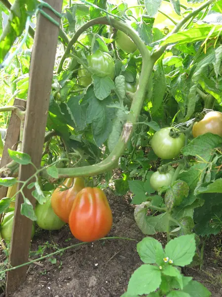 농장에 들에서 토마토가 익는다 — 스톡 사진