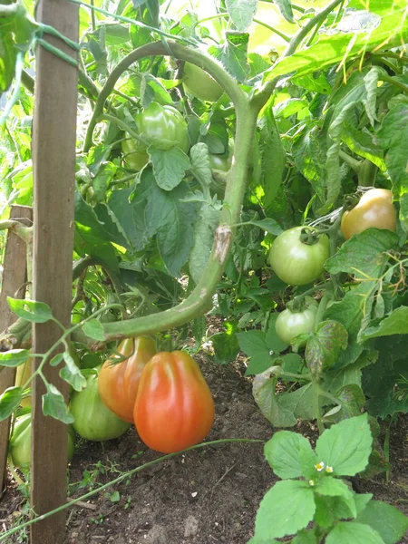 Los Tomates Maduran Los Arbustos Granja — Foto de Stock