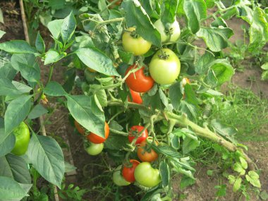 Domatesler çiftlikteki çalılıklarda olgunlaşır.