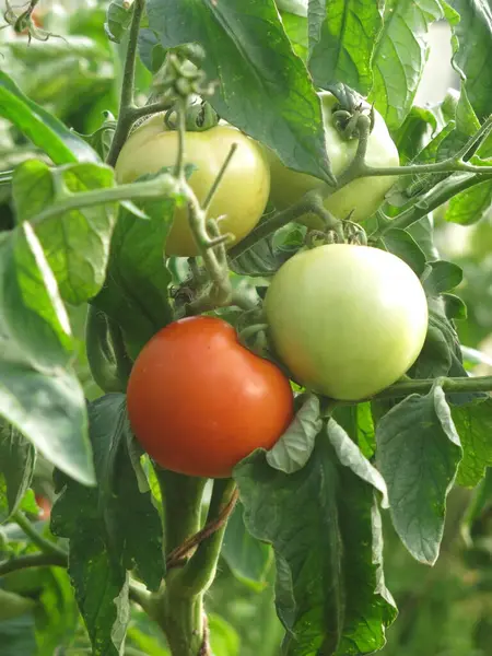 Tomat Matang Semak Semak Peternakan — Stok Foto