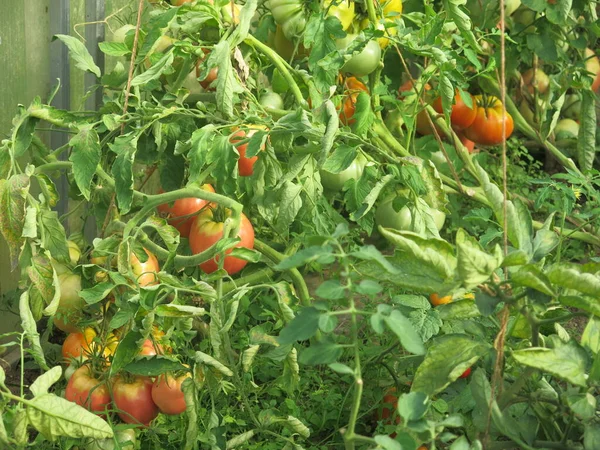 Tomatoes Ripen Bushes Farm — Stock Photo, Image