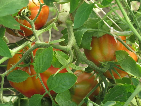 Los Tomates Maduran Los Arbustos Granja —  Fotos de Stock