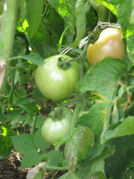 Los Tomates Maduran Los Arbustos Granja — Foto de Stock