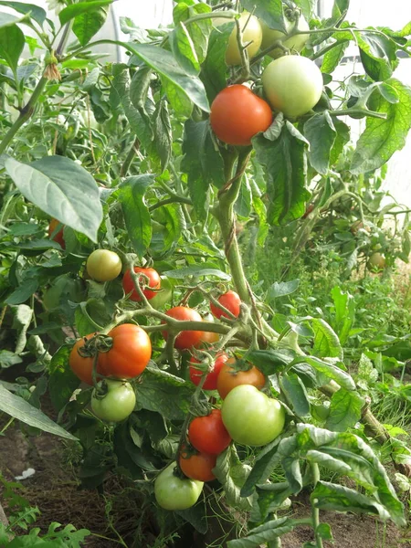 Tomatoes Ripen Bushes Farm — Stock Photo, Image