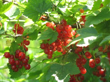 Kırmızı frenk üzümü yazın olgunlaşır çalılıklarda