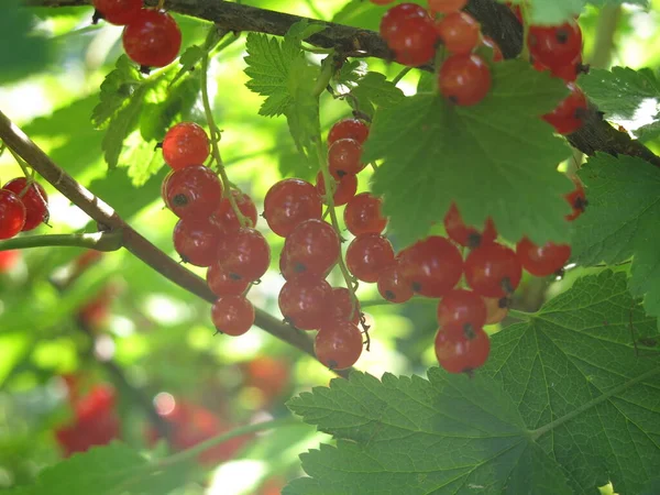 Mûrissent Les Baies Groseille Été Sur Buisson — Photo