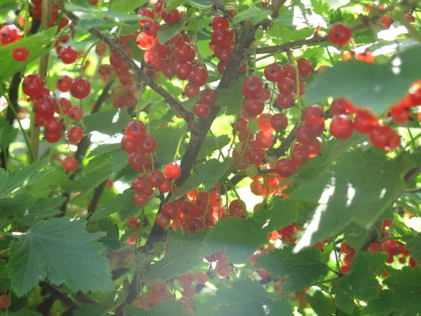 Mûrissent Les Baies Groseille Été Sur Buisson — Photo