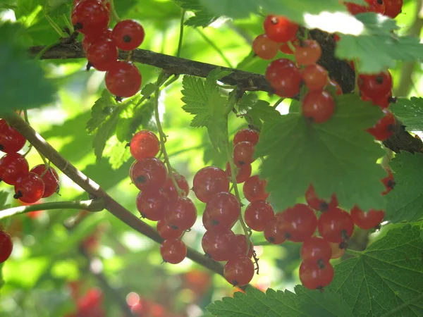 Mûrissent Les Baies Groseille Été Sur Buisson — Photo