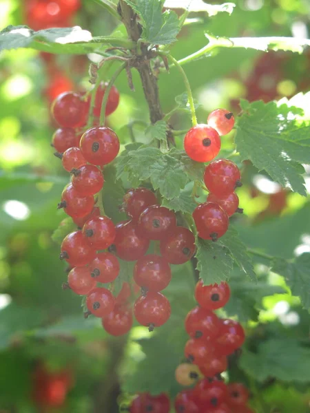 赤いスグリの果実は夏にブッシュで熟します — ストック写真