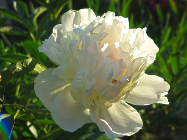 Peônia Branca Floresce Luxuosamente Jardim Verão — Fotografia de Stock