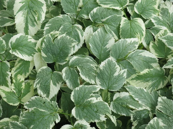 Hermoso Fondo Natural Una Alfombra Hojas Verdes Frecuentes Con Borde — Foto de Stock