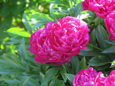 Parlak kırmızı piyonlar yazın bahçede açar.