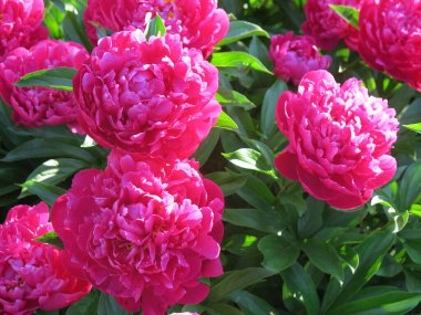 Parlak kırmızı piyonlar yazın bahçede açar.