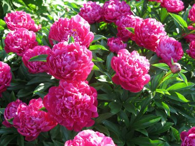 Parlak kırmızı piyonlar yazın bahçede açar.