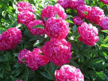 Parlak kırmızı piyonlar yazın bahçede açar.