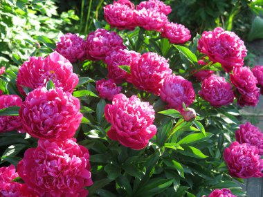 Parlak kırmızı piyonlar yazın bahçede açar.