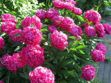 Parlak kırmızı piyonlar yazın bahçede açar.