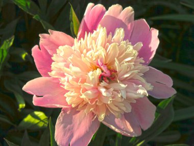 Çiçekli pembe şakayıklar yazın bahçede açar.