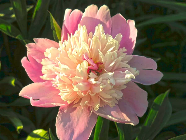 Çiçekli pembe şakayıklar yazın bahçede açar.