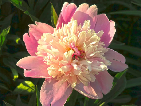 Çiçekli pembe şakayıklar yazın bahçede açar.