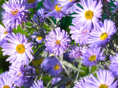 mor papatyalar - sonbahar çiçekleri