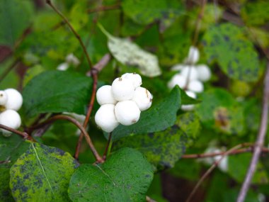 Bir çalı üzerinde (Symphoricarpos orbiculatus) beyaz böğürtlen