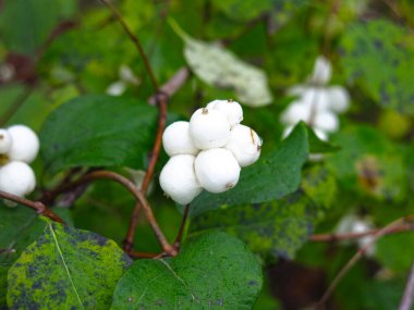 Bir çalı üzerinde (Symphoricarpos orbiculatus) beyaz böğürtlen