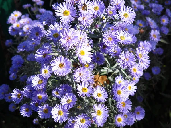 Margherite Viola Fiori Tardo Autunno — Foto Stock