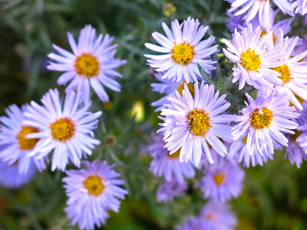 Margherite Viola Fiori Tardo Autunno — Foto Stock