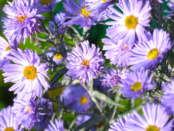 Purple Daisies Late Autumn Flowers — Stock Photo, Image