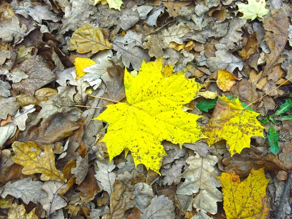 Hermosa Hoja Arce Amarillo Suelo Otoño —  Fotos de Stock