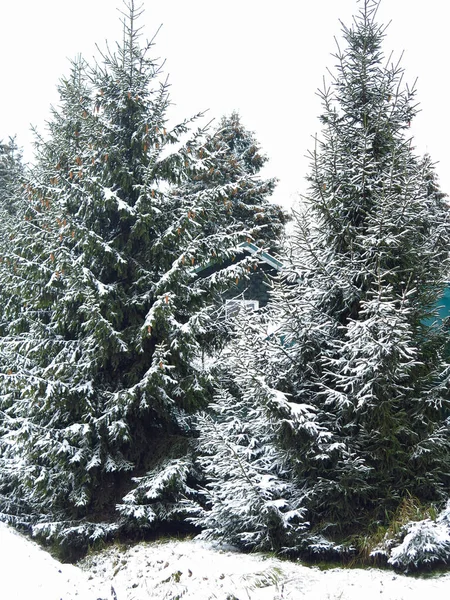 Красивые Ели Зимой Покрыты Снегом — стоковое фото