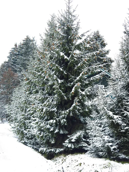 Красивые Ели Зимой Покрыты Снегом — стоковое фото