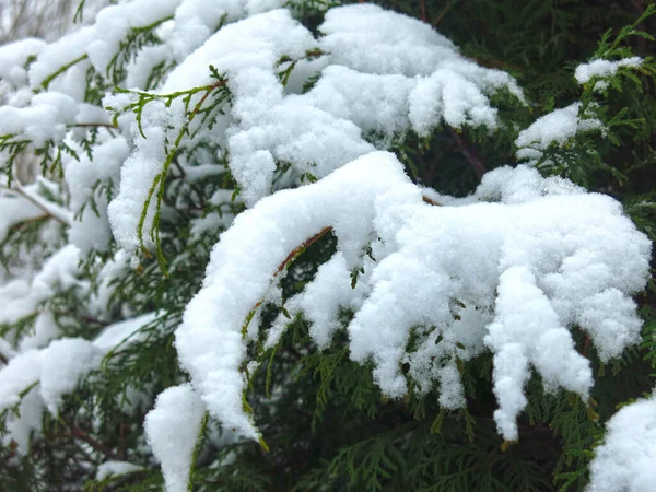 冬はモミの木の枝が雪で覆われています — ストック写真