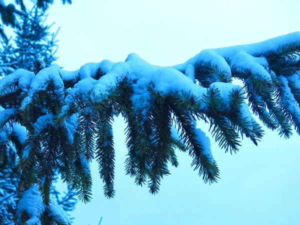 Снежные Ветви Елок Зимой Покрыты Снегом — стоковое фото