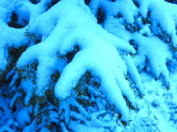 Ramos Cobertos Neve Abetos São Cobertos Neve Inverno — Fotografia de Stock