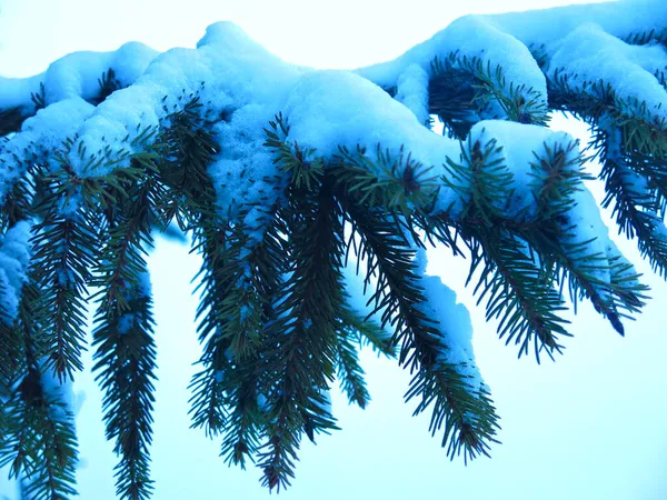 Télen Borítja Fenyőfák Havas Ágait — Stock Fotó
