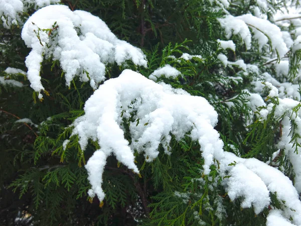 Ramas Cubiertas Nieve Abetos Están Cubiertas Nieve Invierno —  Fotos de Stock