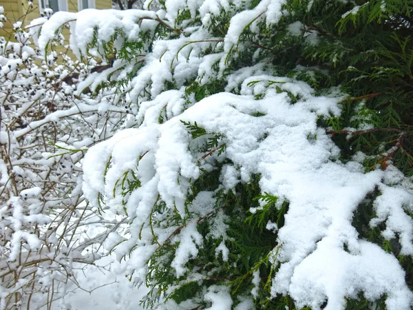 전나무의 눈덮인 가지들은 겨울에 눈으로 — 스톡 사진