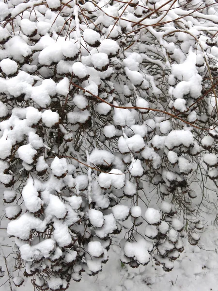 Les Buissons Sont Magnifiquement Recouverts Neige Hiver Comme Des Boules — Photo