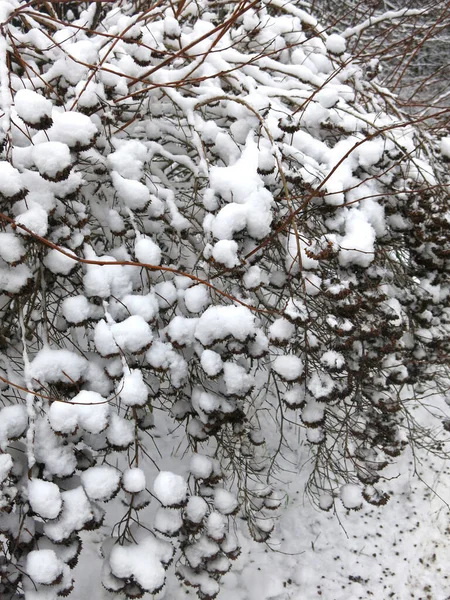 冬は雪に覆われた球のように茂み — ストック写真