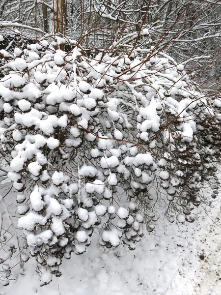 Keře Jsou Krásně Pokryty Sněhem Zimě Jako Míče — Stock fotografie